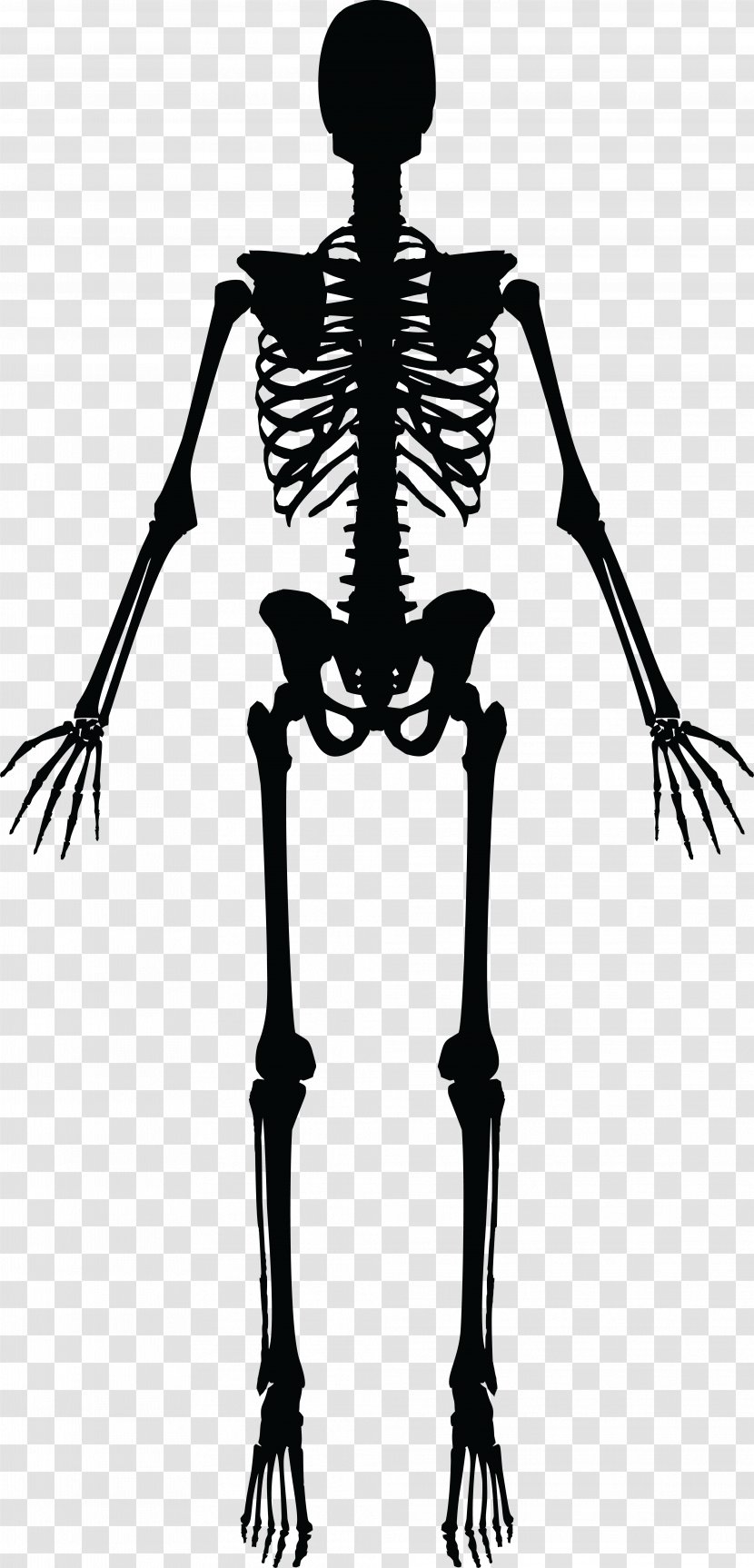 Human Skeleton Silhouette Clip Art - Organism Transparent PNG