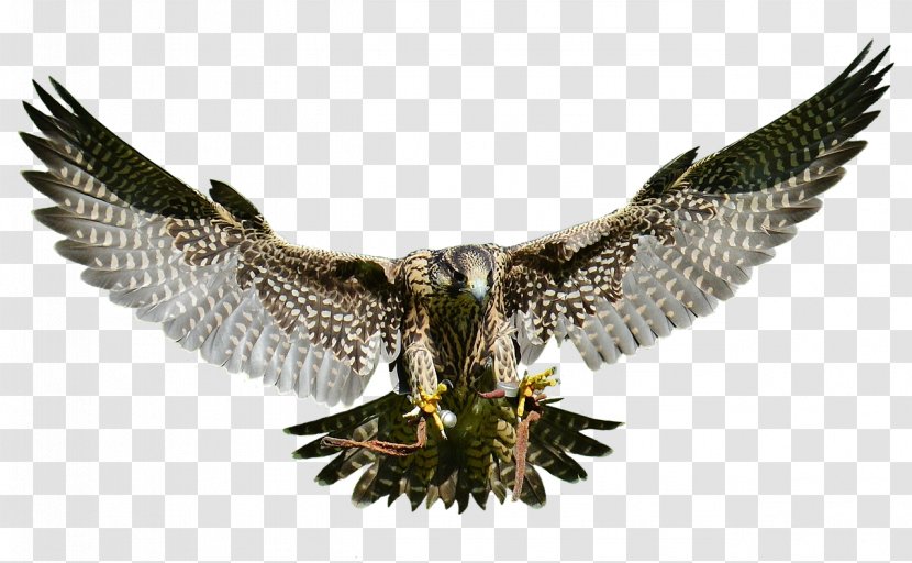 Eagle Bird Of Prey Hawk Falcon - Owl Transparent PNG