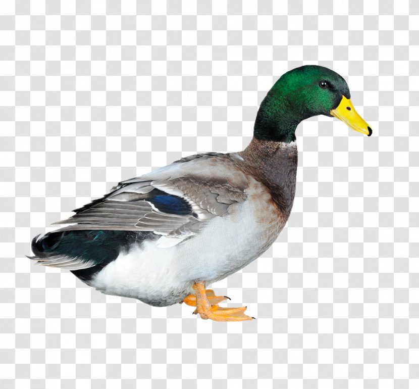Duck Poultry Chicken Animal Husbandry Transparent PNG