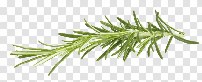 Rosemary Herb Clip Art - Leaf - Grass Family Transparent PNG