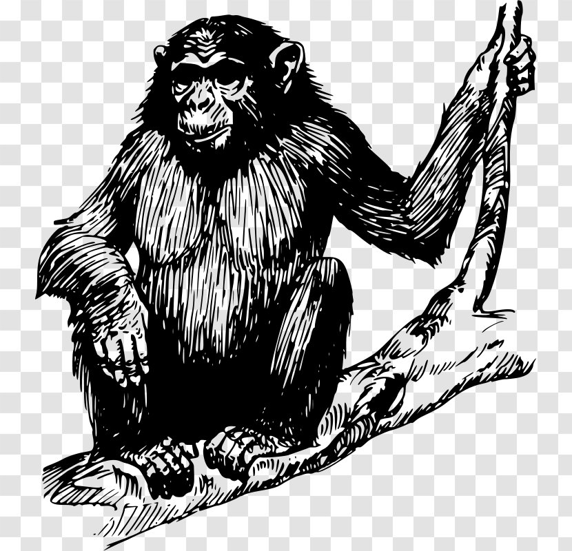 Chimpanzee Ape Drawing Primate Clip Art - Visual Arts - Monkey Transparent PNG