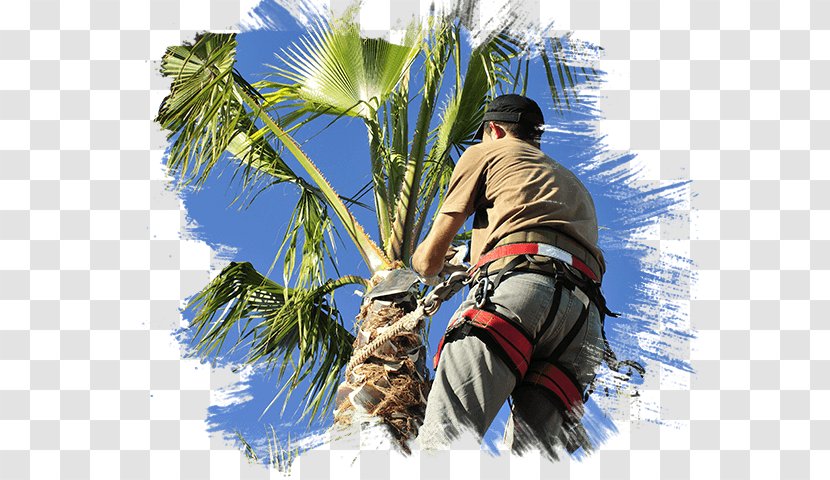 Pruning Arecaceae Las Vegas Tree Removal Pros Care - Arecales - Trimmer Transparent PNG