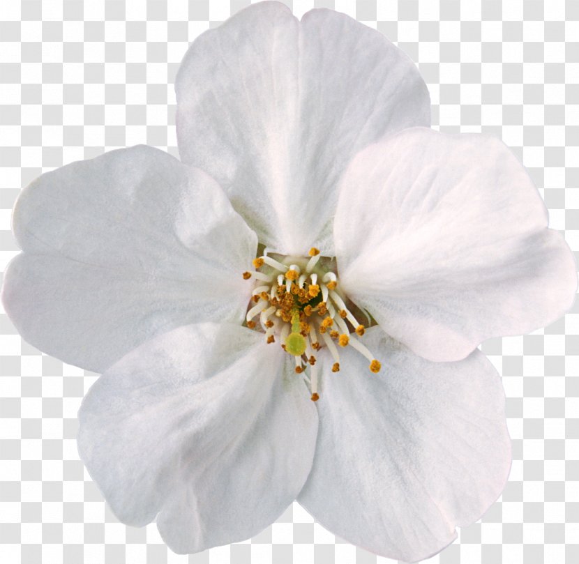 Flower White Clip Art - Digital Image - Flowers Transparent PNG