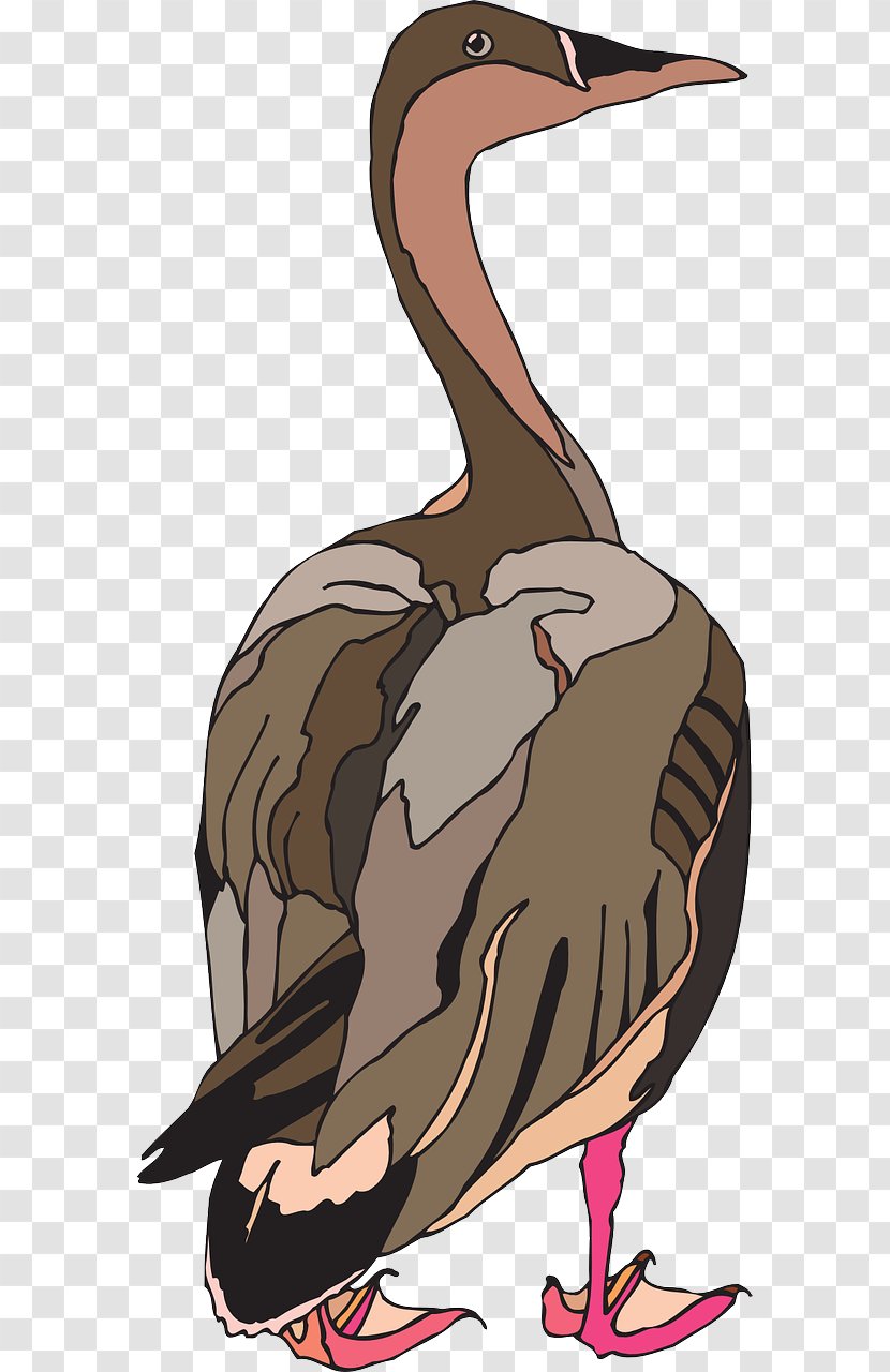 Duck Bird Pelican Goose - Pixabay - Brown Transparent PNG
