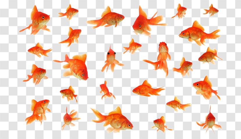 Fantail Stock Photography Royalty-free - Collage - Goldfish Transparent PNG