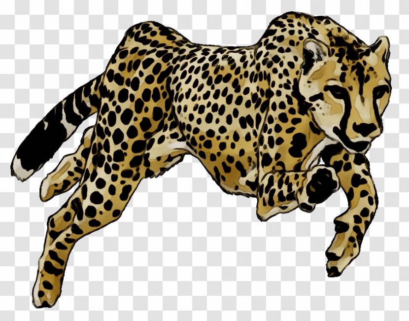 Cheetah Drawing Image Cat Leopard - Small To Mediumsized Cats - Snout Transparent PNG