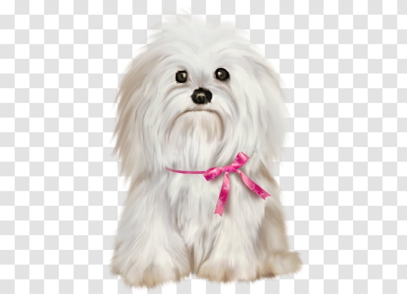 Maltese Dog Shih Tzu Bichon Frise Havanese Pekingese - Cute Transparent PNG