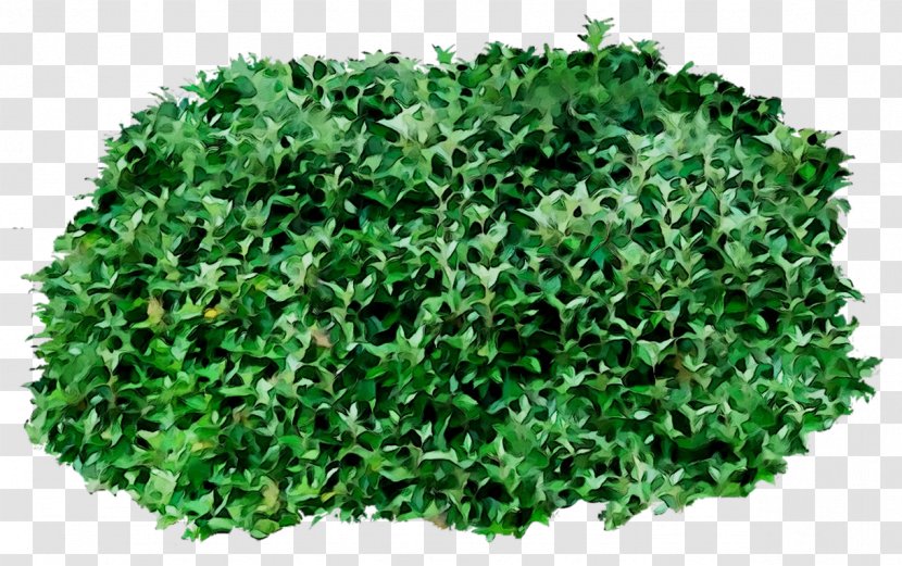 Greens Shrub Herb - Grass - Artificial Turf Transparent PNG