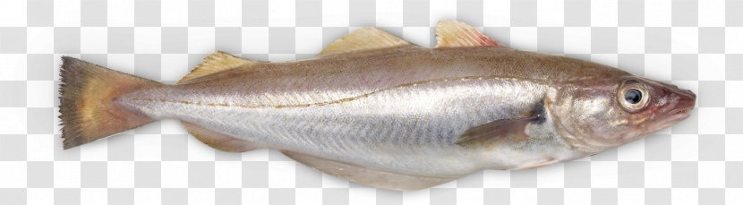 Fish Soup Whiting Ciabatta Northern Red Snapper Rondvis - Tilapia - Vis A Transparent PNG