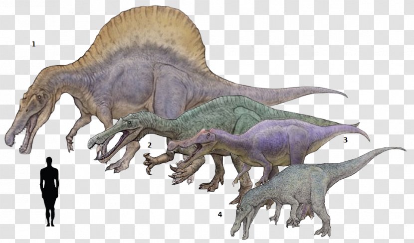Tyrannosaurus Baryonyx Suchomimus Spinosaurus Irritator - Theropods - Dinosaur Transparent PNG