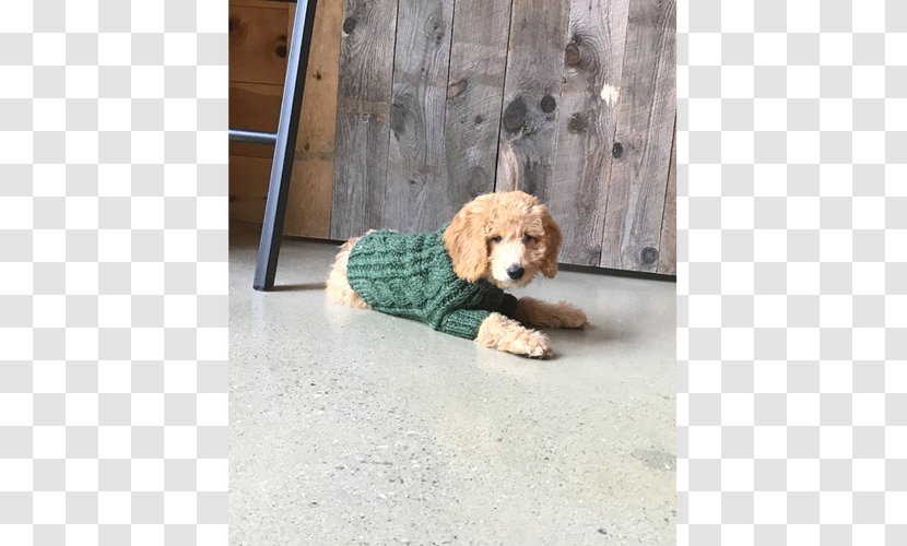 Cockapoo Puppy Dog Breed Companion Transparent PNG