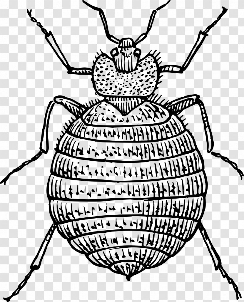 Bed Bug Bite Pest Mosquito - Heart - Bedbug Transparent PNG