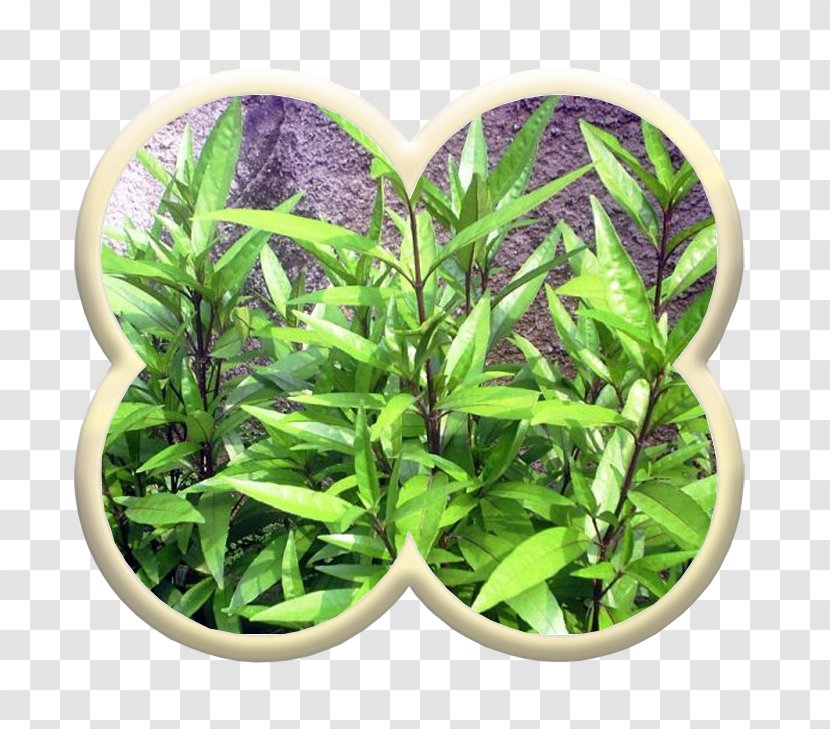 Justicia Gendarussa Leaf Drug Obat Tradisional Tree - Frame Transparent PNG