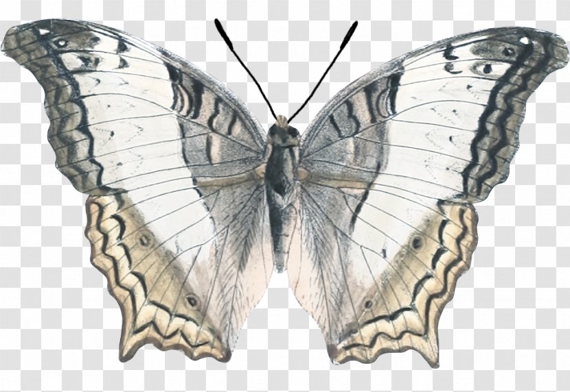 Nymphalidae Butterfly Google Images Transparent PNG