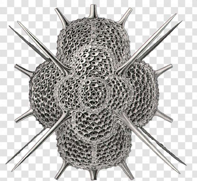 Radiolaria Forams Skeleton Protist Spumellaria - Metal Transparent PNG