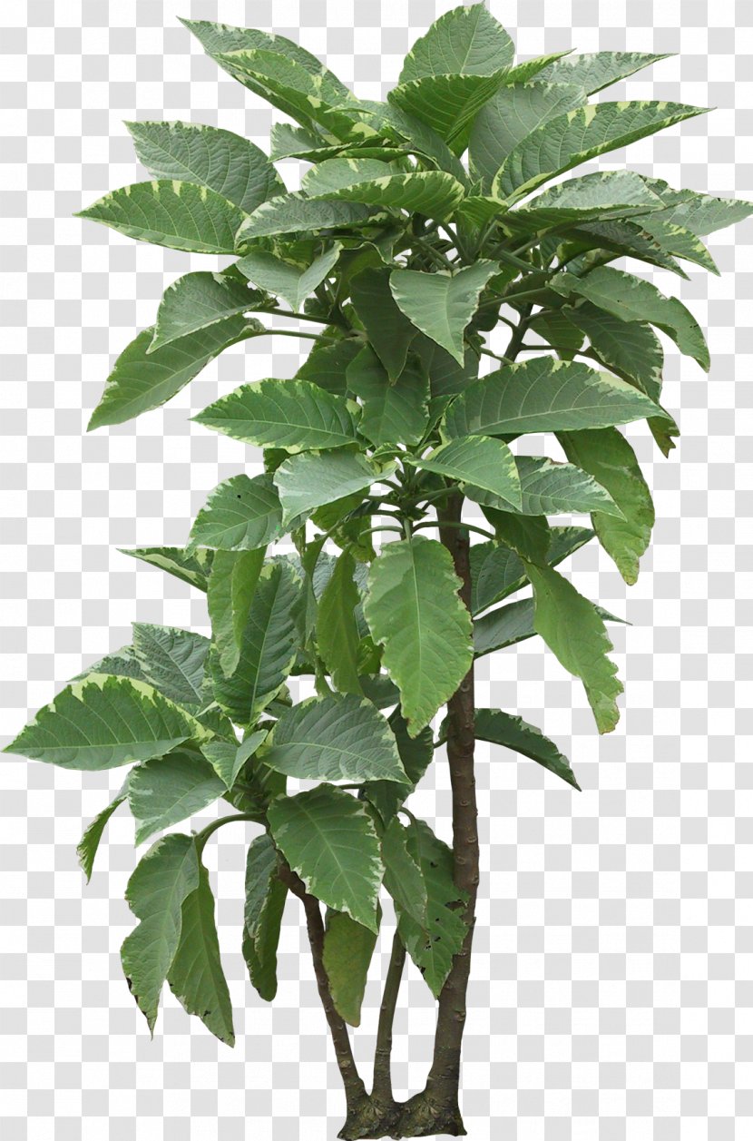 Flowerpot Houseplant Leaf Plant Stem - Herb - Foliage Transparent PNG