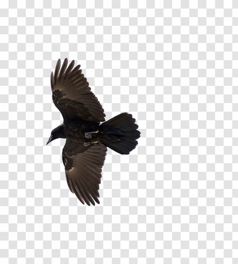 American Crow Common Raven Bird Flight - Flying Transparent PNG