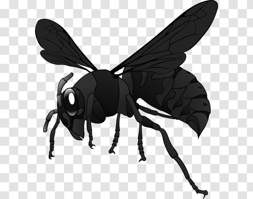 Clip Art Wasp European Hornet Bee Vespa Simillima - Moths And Butterflies Transparent PNG