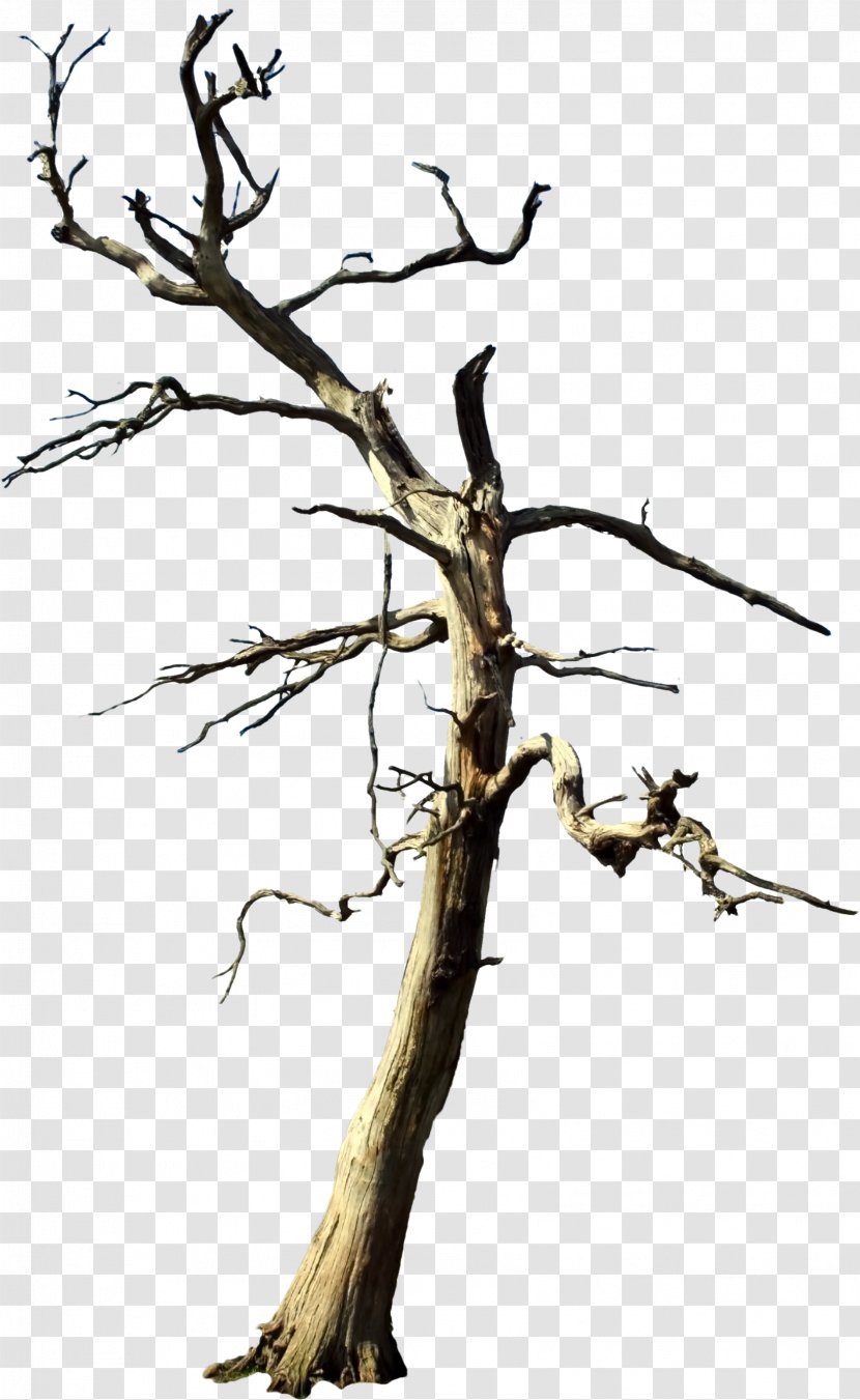 Tree Stock Photography - Sales - Dead Rising Transparent PNG