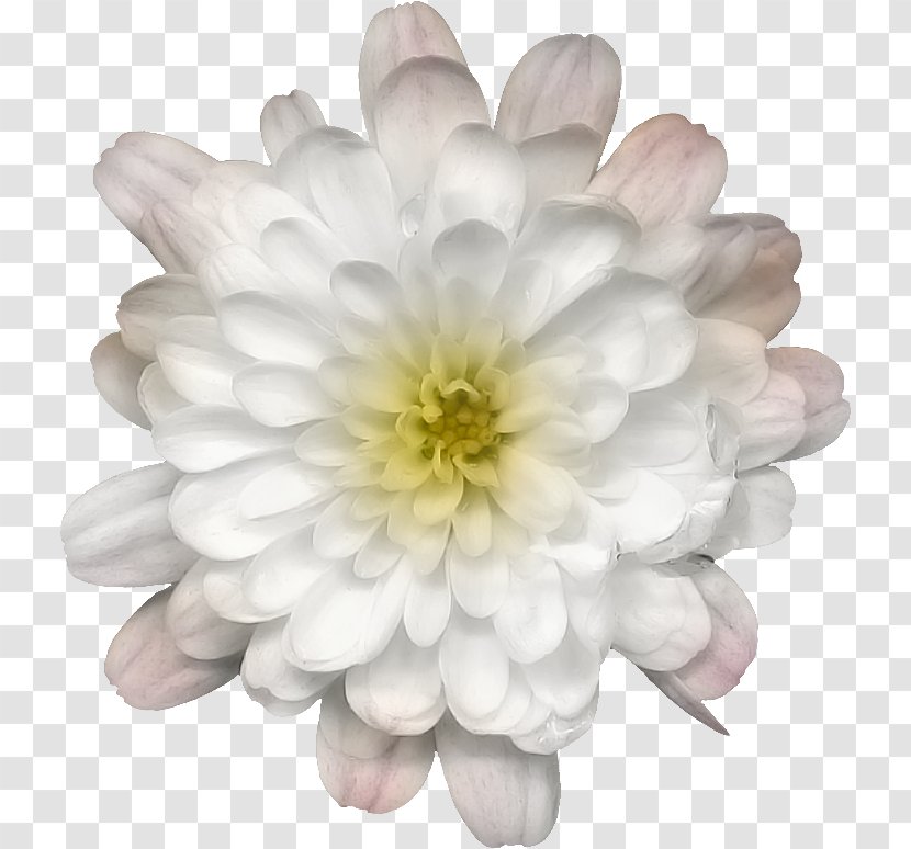 Chrysanthemum Dahlia Petal - Flower Transparent PNG