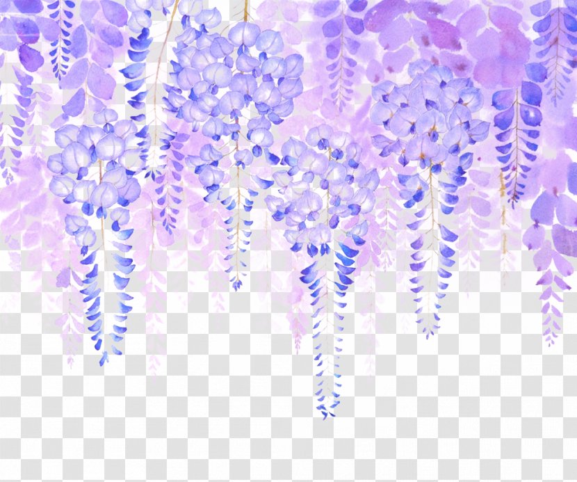 Wisteria Sinensis Floribunda Google Images - Symmetry - Flowers Picture Material Transparent PNG