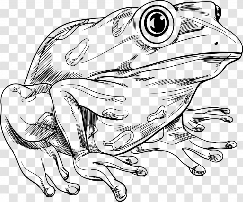 Frog Royalty-free Clip Art - Royaltyfree - Hand-painted Lines Frogs Transparent PNG