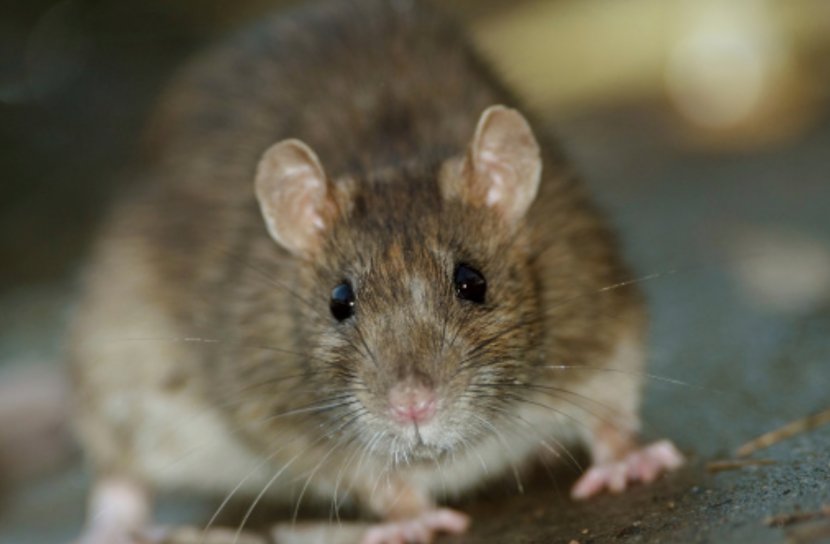 Brown Rat Rodent House Mouse Black Infestation - Hamster - & Transparent PNG