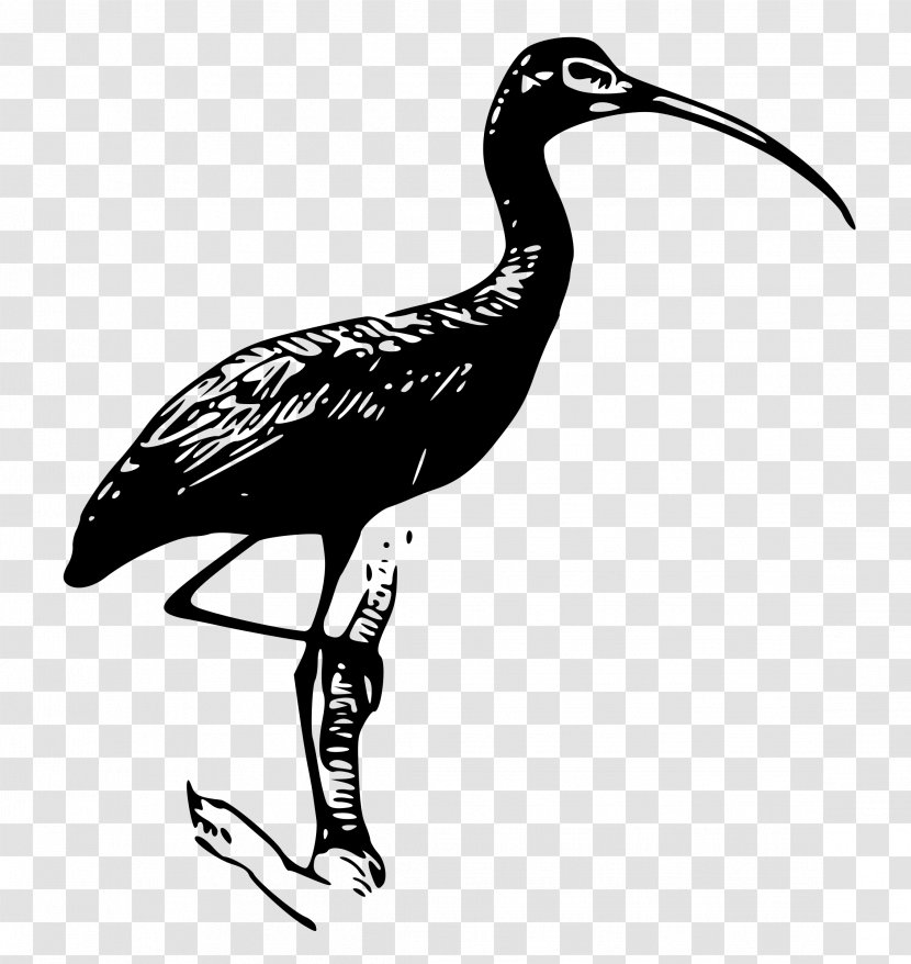 Crane Bird - Wildlife Shorebird Transparent PNG