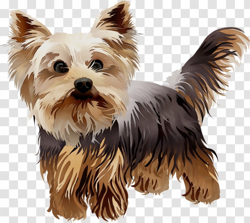 Dog Breed Yorkshire Terrier Companion - Watercolor - Biewer Transparent PNG