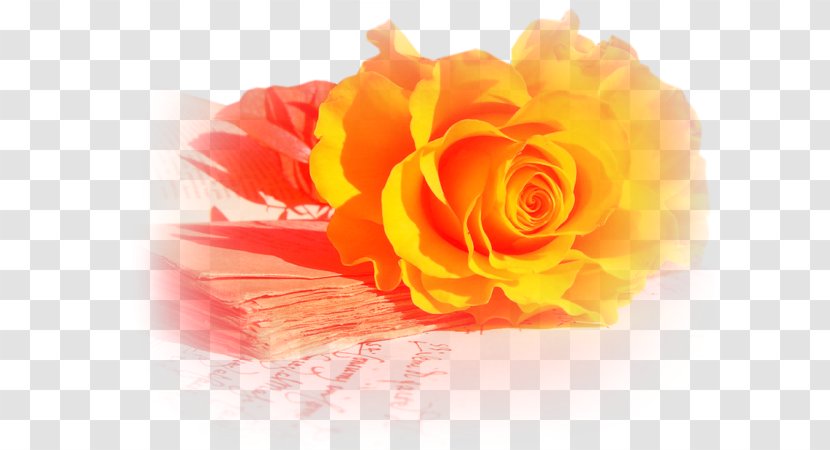 Garden Roses Desktop Wallpaper Image Yellow - Blue - Rose Transparent PNG