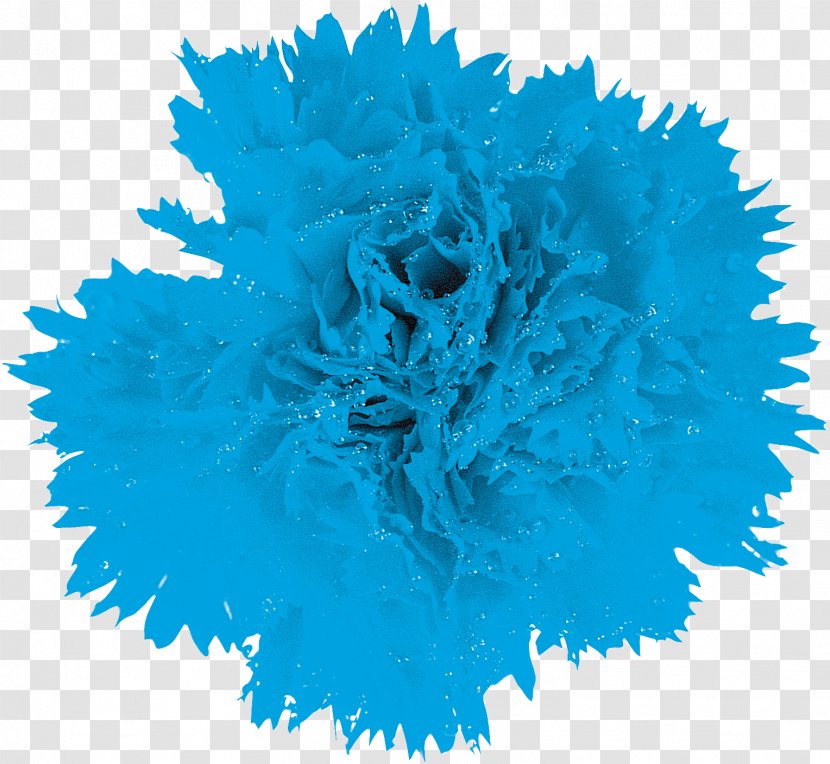 Blue Flower Chrysanthemum Macro Dahlia - Sky - CARNATION Transparent PNG