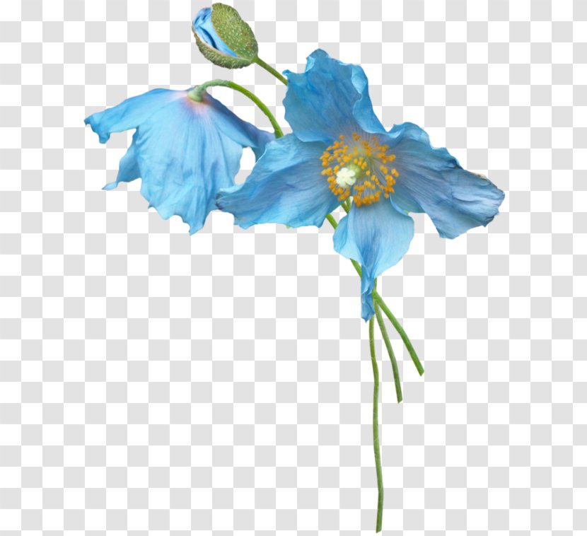 Petal Blue Flower Plant Stem - Flowering - Cartoon Bud Transparent PNG