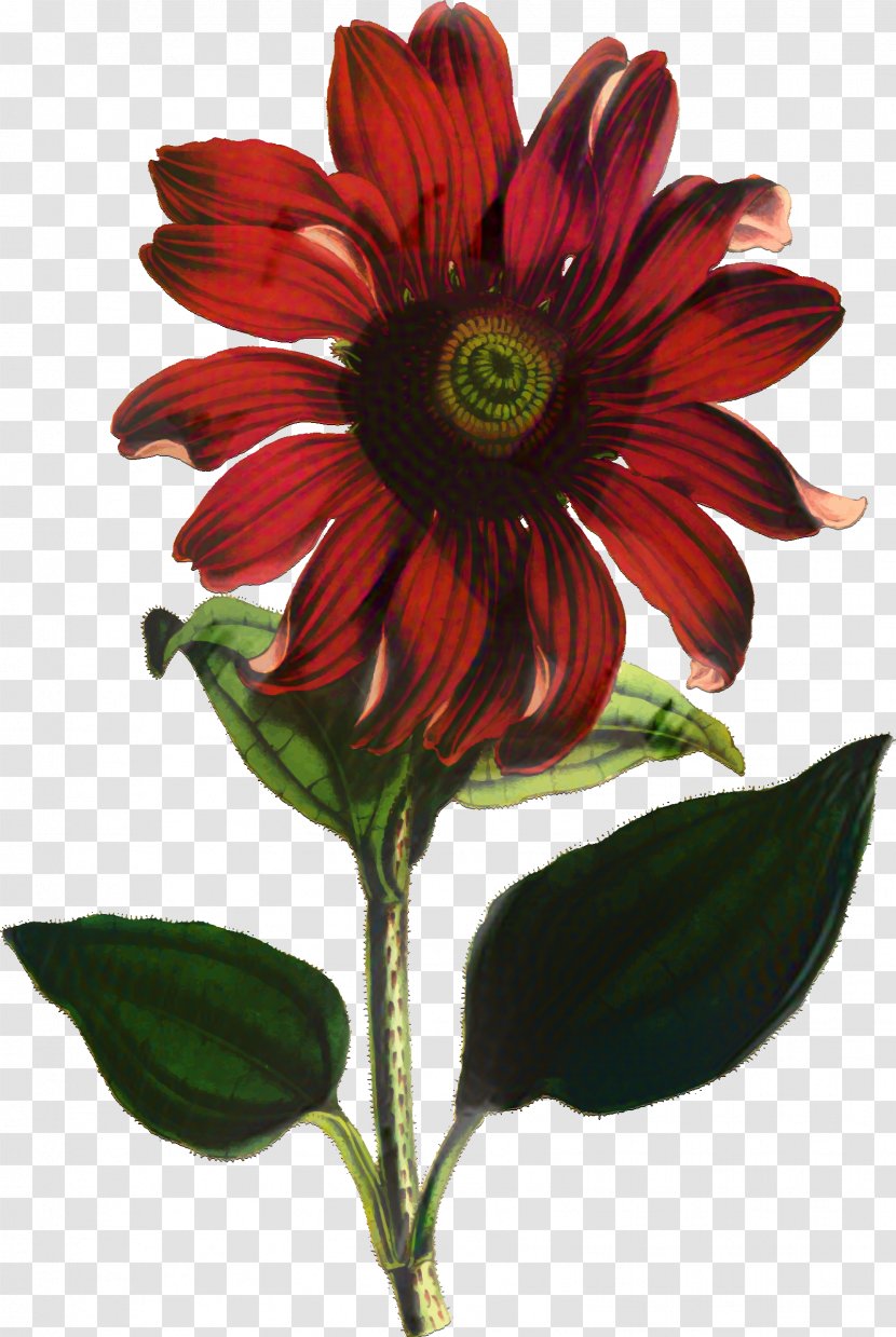 Daisy Family Botanical Fine Art Percale Color - Dahlia - Sunflower Transparent PNG
