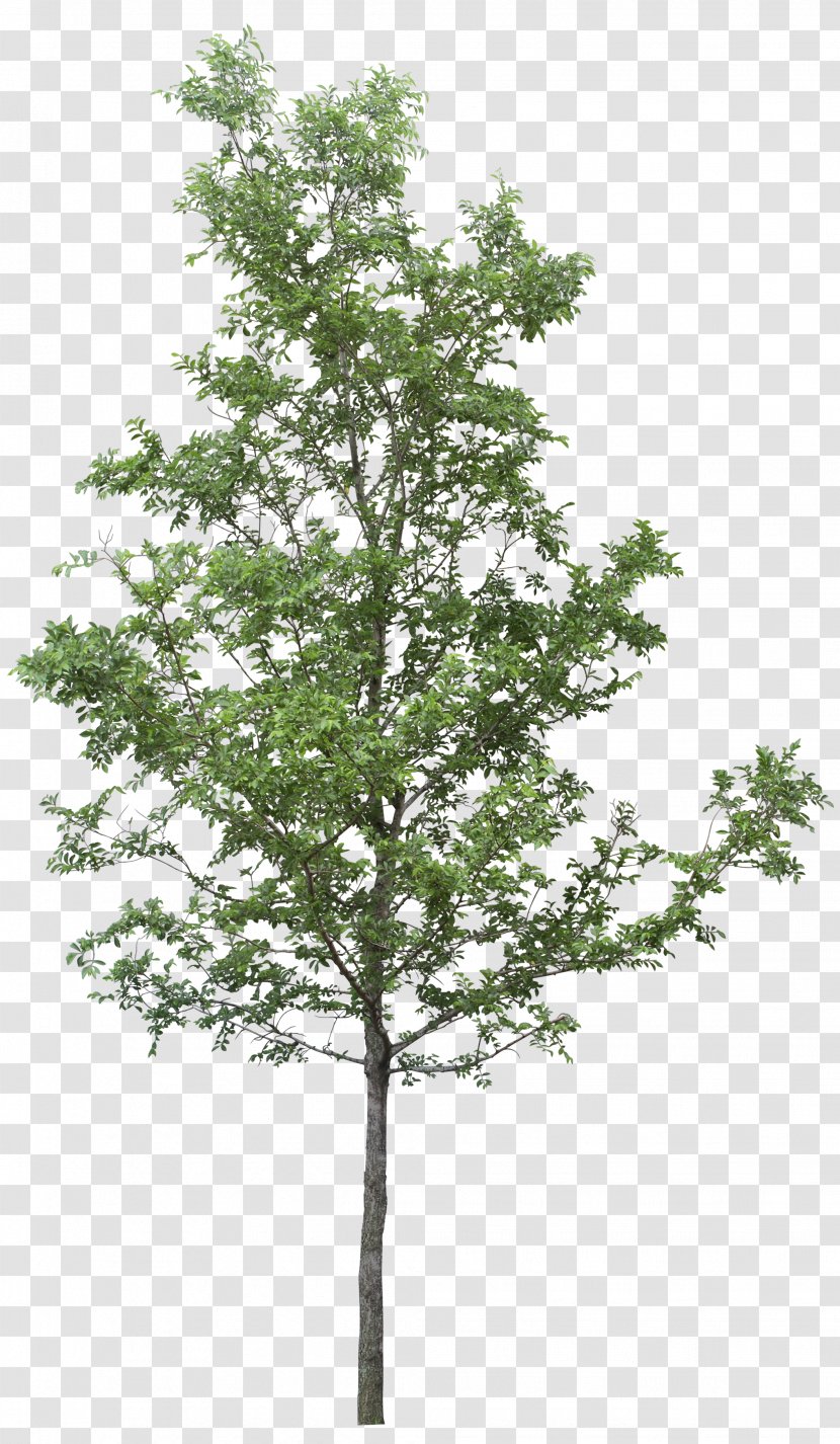 Tree DOT - Plant Stem - Image Transparent PNG