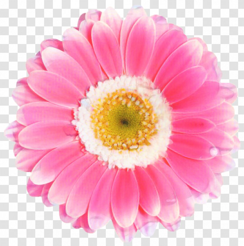 Pink Flower Cartoon - Transvaal Daisy - Perennial Plant Floral Design Transparent PNG