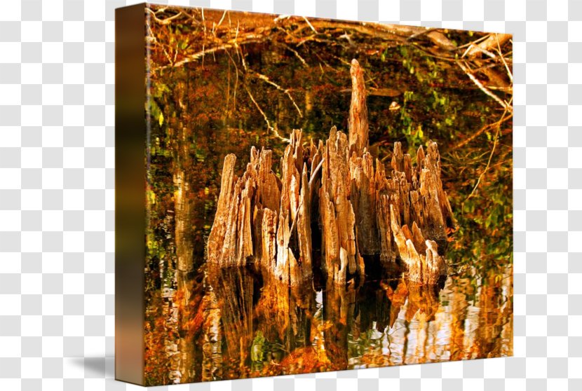 Forest Wood /m/083vt - Tree Transparent PNG