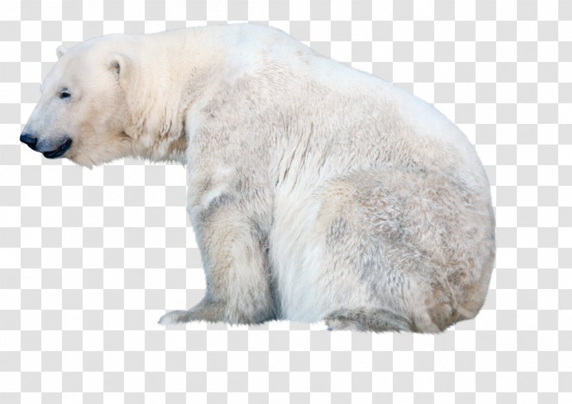 Polar Bear - White Transparent PNG