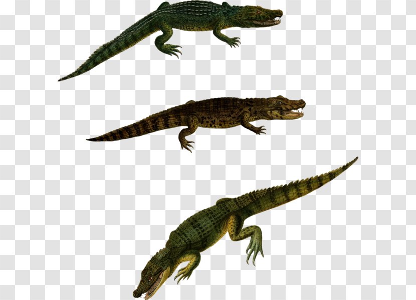 Newt Crocodiles Alligator Lizard - Stock Photography - Reptile Transparent PNG