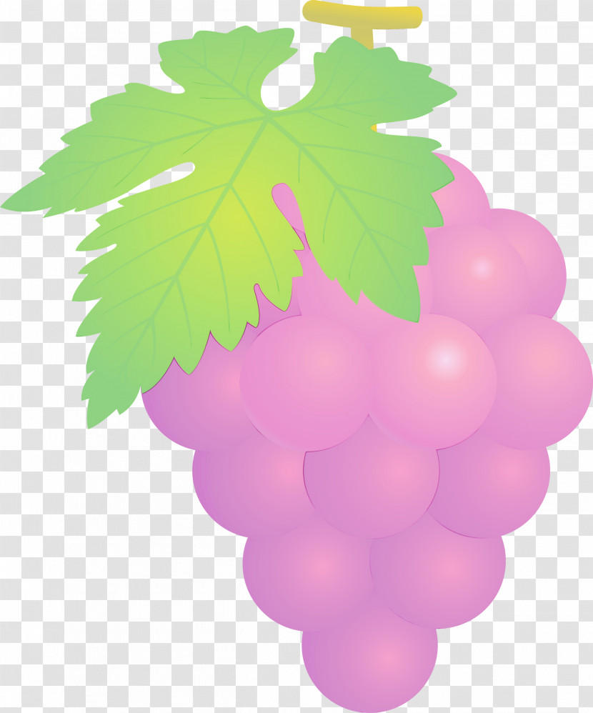 Grape Grapevine Family Seedless Fruit Leaf Vitis Transparent PNG