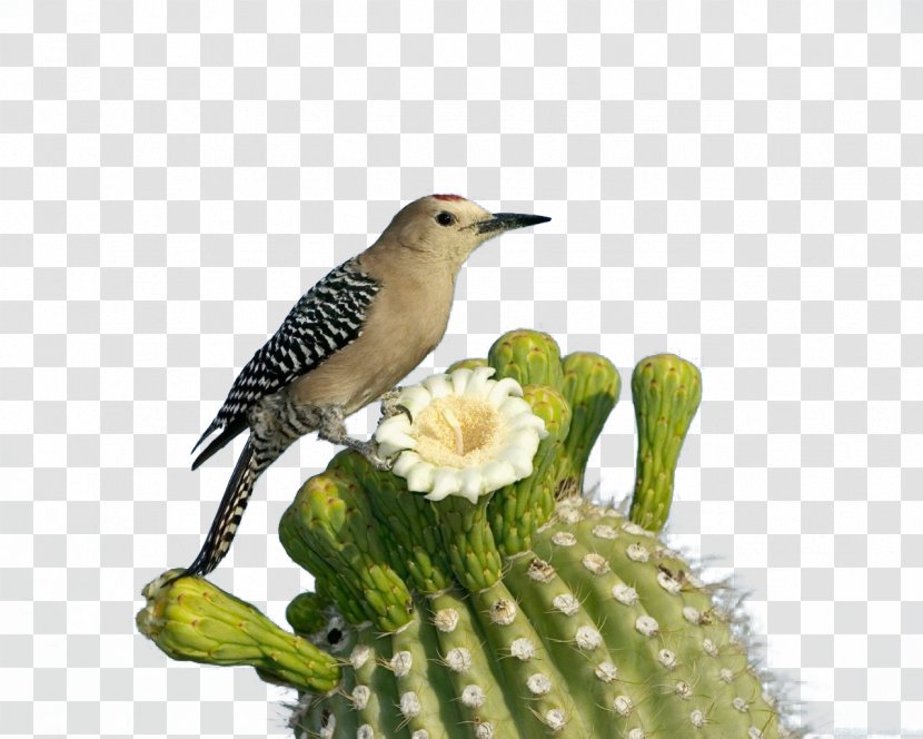 Saguaro National Park Bird Woodpecker Flower - Cactus Wren - And Transparent PNG