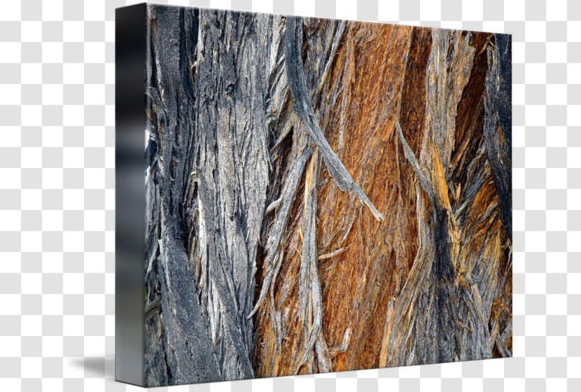 Wood /m/083vt - Trunk - Palm Bark Transparent PNG