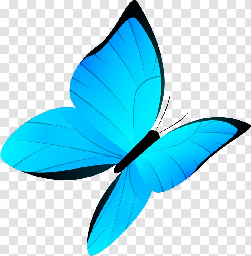 Butterfly Drawing Cartoon - Wing - Blue Vector Transparent PNG