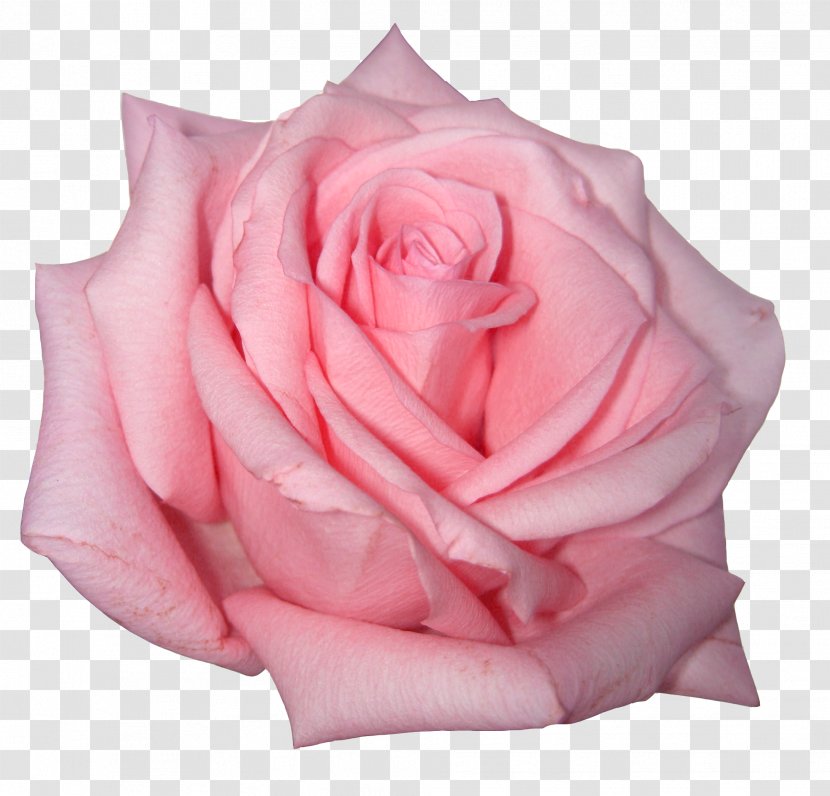 Rose Flower Pink Clip Art - Petal Transparent PNG