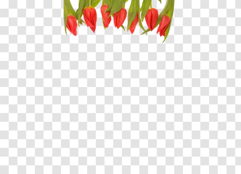Bird's Eye Chili Cut Flowers Garden Tulip Flower Bouquet - Cayenne Pepper Transparent PNG