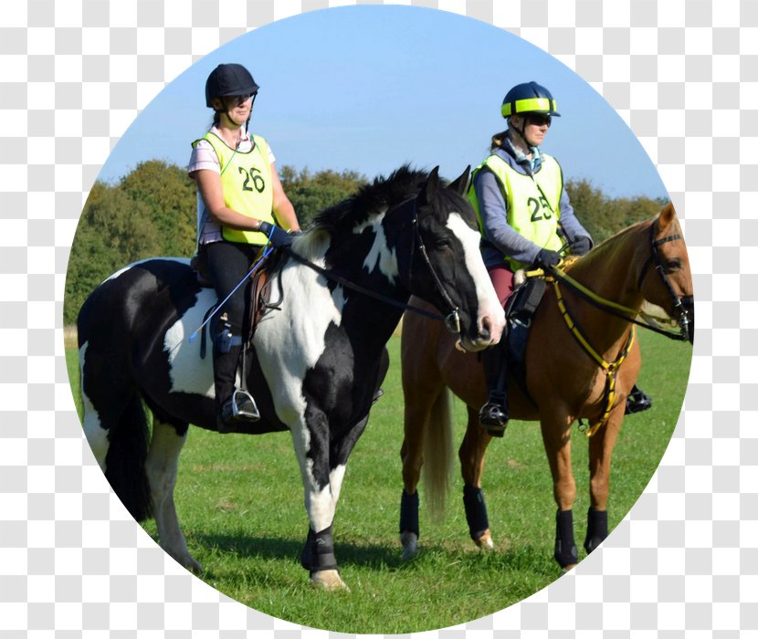 Eventing Horse Equestrian Mare Rein Transparent PNG