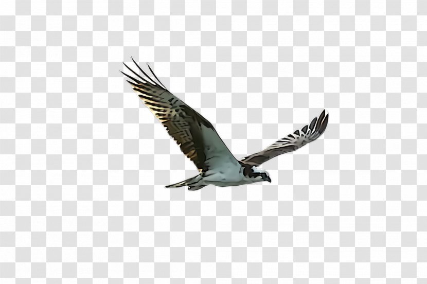 Bird Of Prey Eagle Osprey Beak - Kite - Hawk Accipitridae Transparent PNG