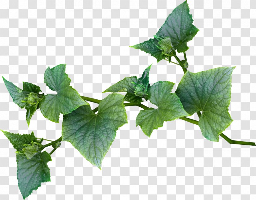 Herbalism Plant Leaf - Vines Transparent PNG