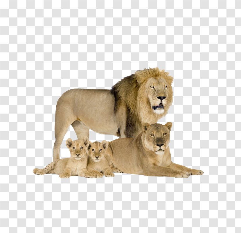 Felidae Cat Cougar Asiatic Lion Siberian Tiger - Terrestrial Animal - Lions Transparent PNG