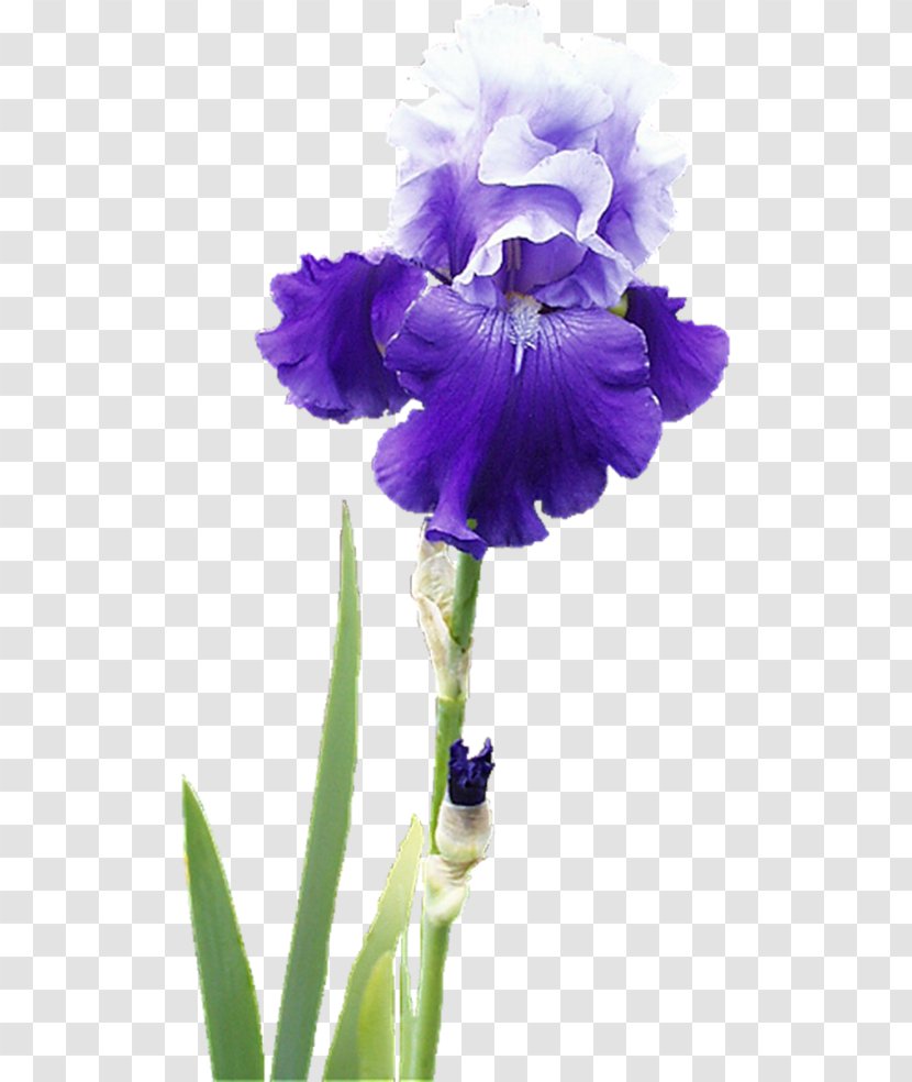 Irises Flower Raster Graphics Clip Art Transparent PNG