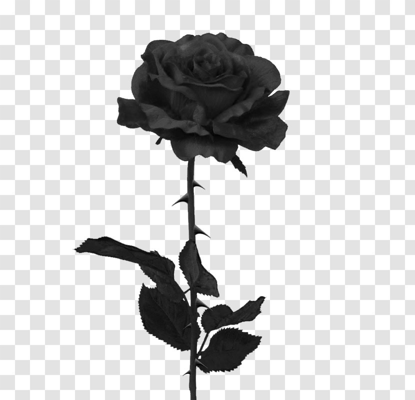 Black Rose T-shirt Clip Art - Monochrome Photography - And White Roses Pictures Transparent PNG